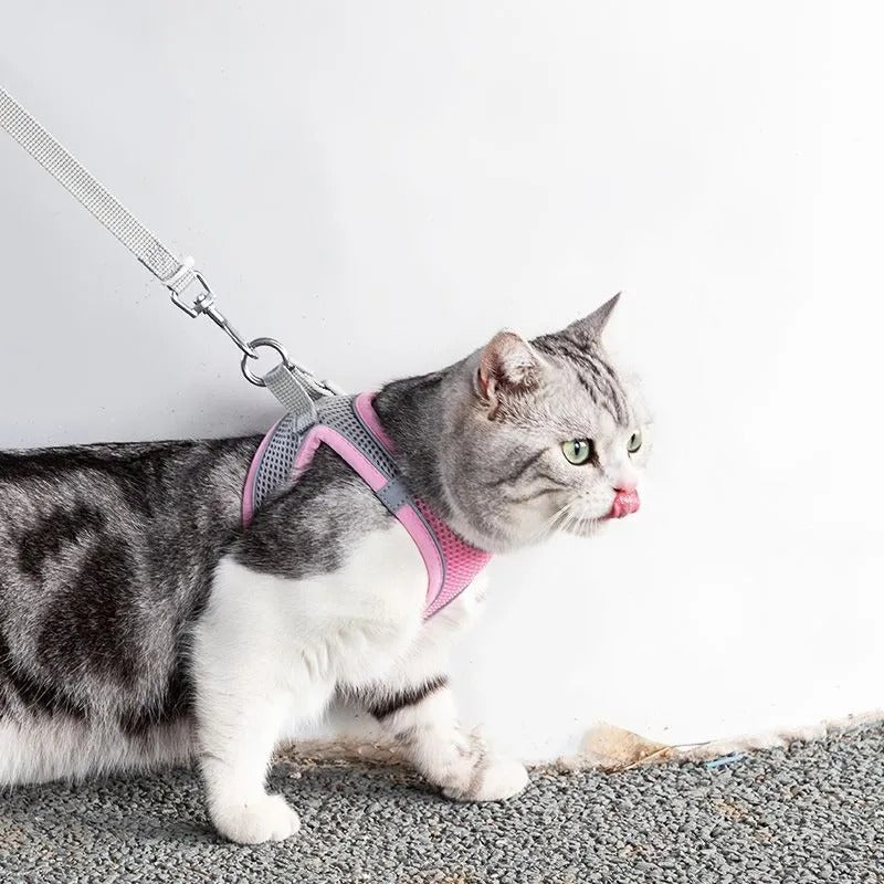 Verstellbares Katzengeschirr mit Leine – WhiskerWander